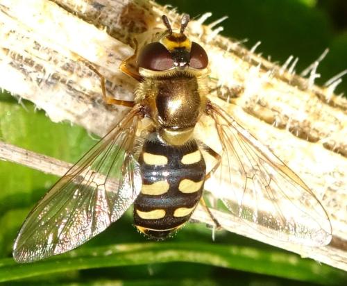 Réf. 355 085 : Eupeodes luniger